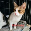 Mařenka